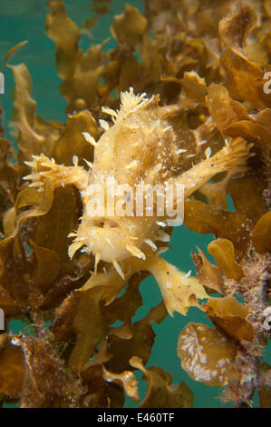 Sargassum / Rana pescatrice Rana pescatrice (Histrio histrio) nella sua floating Sargassum alghe home, El Nido, PALAWAN FILIPPINE Foto Stock