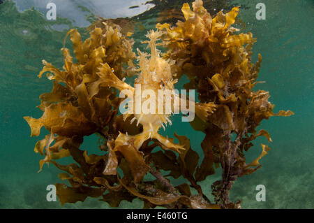 Sargassum / Rana pescatrice Rana pescatrice (Histrio histrio) nella sua floating Sargassum alghe home, El Nido, PALAWAN FILIPPINE Foto Stock