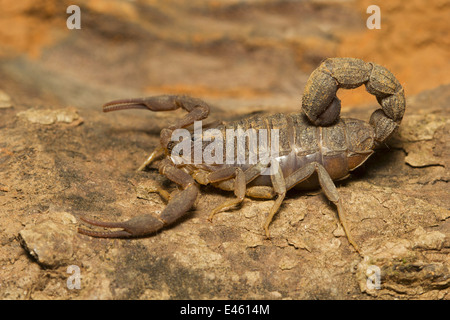 Fat tailed scorpion, Hottentotta sp., comune, deserto, Goa Foto Stock
