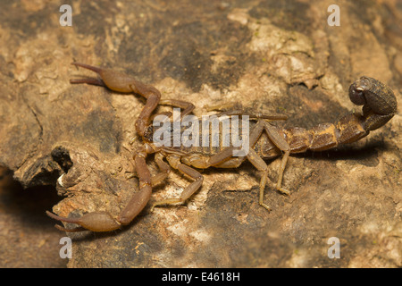 Fat tailed scorpion, Hottentotta sp., comune, deserto, Goa Foto Stock