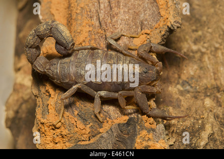 Fat tailed scorpion, Hottentotta sp., comune, deserto, Goa Foto Stock