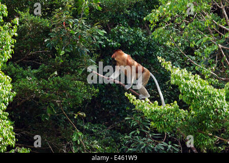 Proboscide di scimmia (Nasalis larvatus) maschio a piedi lungo un ramo ad alta nella foresta, Bako National Park, Sarawak, Borneo, Malaysia, Marzo Foto Stock