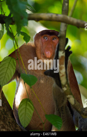 Proboscide di scimmia (Nasalia larvatus) maschio maturo seduto in un albero, Bako National Park, Sarawak, Borneo, Malaysia, Aprile Foto Stock