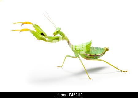 Ampia-armati mantis (Cilnia humeralis) raggiungendo, fotografato su uno sfondo bianco, provenienti dall'Africa. Captive. Foto Stock