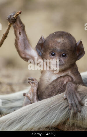 Hanuman Langur / delle Pianure Settentrionali Langur grigio (Semnopithecus entellus) del bambino che gioca con un bastone da sua madre. Parco Nazionale di Kanha, Madhya Pradesh, India. Foto Stock