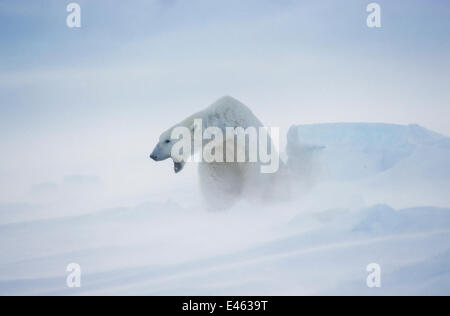 Orso polare (Ursus maritimus) in tempesta di neve. Spitsbergen, Norvegia. Non esclusivi. Foto Stock