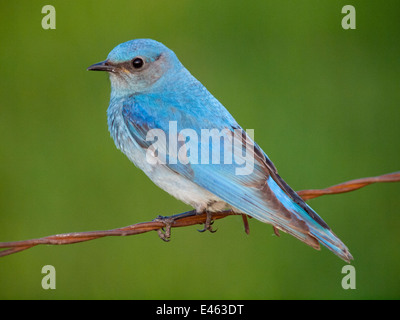 Un brillante, azure maschio blu Mountain Bluebird (Sialia currucoides), arroccato sul filo spinato. Lago Beaverhill, Alberta, Canada. Foto Stock