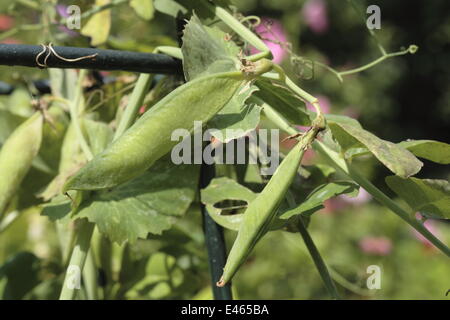 Pisello dolce - Pisum sativum Foto Stock