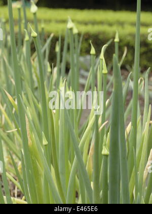 Comune di cipolla - Allium cepa Foto Stock
