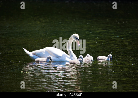 Un Cigno e i suoi giovani nel lago presso il St James Park a Londra. Foto Stock