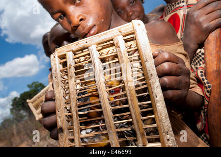 Bambini mozambicani con captive passeriformi compresi rosso-throated Twinspot (Hypargos niveoguttatus). Gli uccelli sono catturati da mangiare mentre si guarda i campi contro il raccolto razzia babbuini. Pemba a Montepuez autostrada, a nord-est del Mozambico. Foto Stock