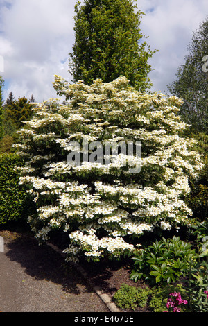 VIBURNUM PLICATUM estate il simbolo del fiocco di neve. SNOWBALL GIAPPONESE Bush. Foto Stock