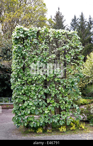 SORBUS THIBETICA John Mitchell. Fascio BIANCO TREE. Foto Stock