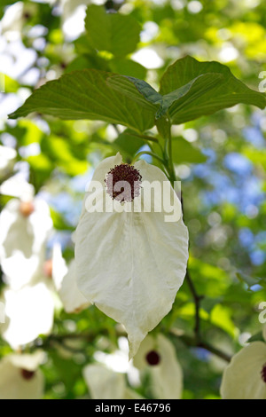 DAVIDIA INVOLUCRATA VILMORINIANA. Un fazzoletto di albero. Colomba Bianca TREE. Foto Stock