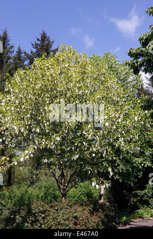 DAVIDIA INVOLUCRATA VILMORINIANA. Un fazzoletto di albero. Colomba Bianca TREE. Foto Stock