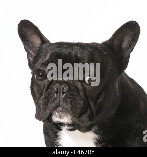 Bulldog francese ritratto - un anno vecchio maschio Foto Stock