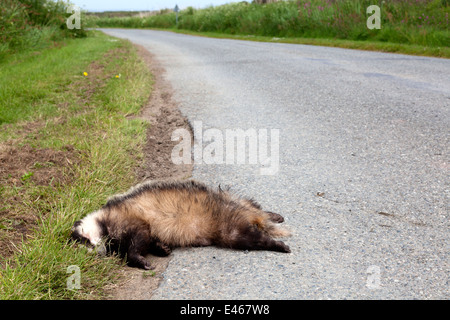Dead badger accanto alla strada, Pembrokeshire Foto Stock