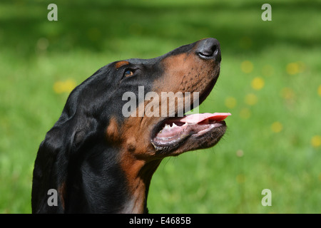 Nero e marrone coonhound ritratto all'aperto Foto Stock