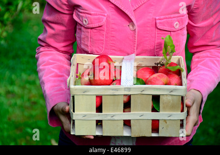 La donna presenta anche mele raccolte Germania Brandeburgo Werder/Havel Foto Stock