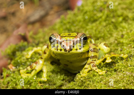 La variabile di scorrevolezza della rana, Ghatixalus variablis, comune Eravikulam National Park, Kerala Foto Stock