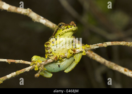 La variabile di scorrevolezza della rana, Ghatixalus variablis, comune Eravikulam National Park, Kerala Foto Stock