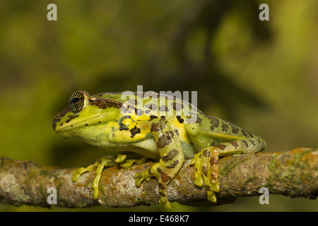 La variabile di scorrevolezza della rana, Ghatixalus variablis, comune Eravikulam National Park, Kerala Foto Stock