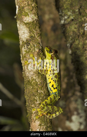 La variabile di scorrevolezza della rana, Ghatixalus variablis, comune Eravikulam National Park, Kerala Foto Stock