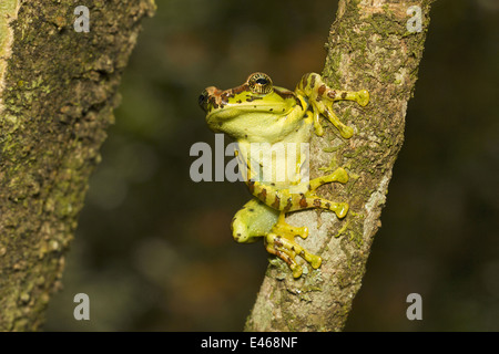 La variabile di scorrevolezza della rana, Ghatixalus variablis, comune Eravikulam National Park, Kerala Foto Stock