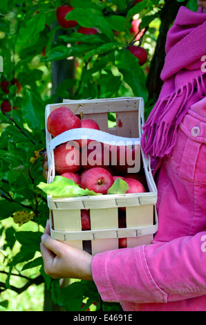 La donna presenta anche mele raccolte Germania Brandeburgo Werder/Havel Foto Stock