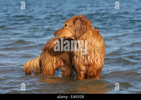 Il Golden Retriever in acqua Foto Stock