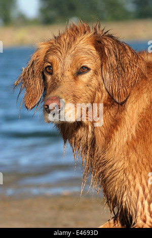 Il Golden Retriever ritratto Foto Stock