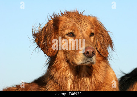 Il Golden Retriever ritratto Foto Stock