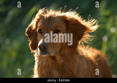 Il Golden Retriever ritratto Foto Stock