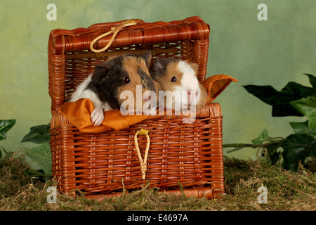 Cavie in basket Foto Stock