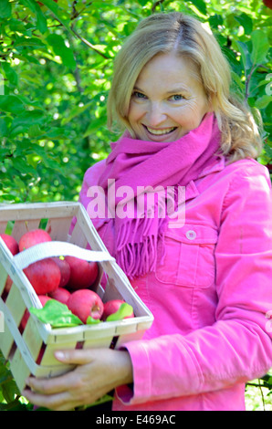 La donna presenta orgoglio anche mele raccolte Germania Brandeburgo Werder/H. Foto Stock