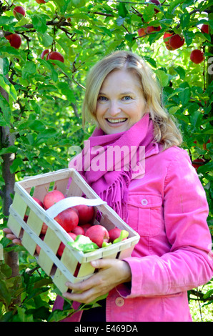 La donna presenta orgoglio anche mele raccolte Germania Brandeburgo Werder/H. Foto Stock