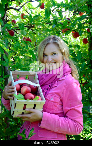 La donna presenta le mele su una fattoria Germania Brandeburgo Werder/H. Foto Stock