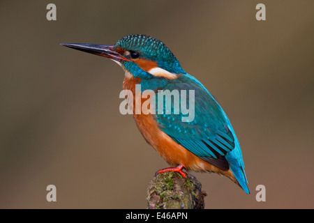 Comuni / kingfisher Eurasian kingfisher (Alcedo atthis) appollaiato sul ramo e la vedetta per pescare nel fiume Foto Stock