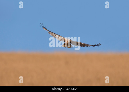 Western Marsh Harrier / Eurasian Marsh Harrier (Circus aeruginosus), maschio in volo su reedbed nella palude Foto Stock
