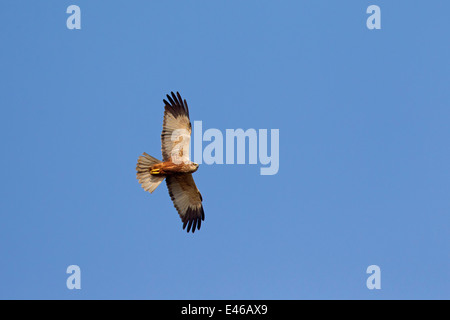 Western Marsh Harrier / Eurasian Marsh Harrier (Circus aeruginosus), maschio in volo contro il cielo blu Foto Stock