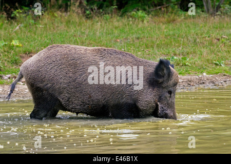 Il cinghiale (Sus scrofa) seminare acqua potabile dalla piscina in estate Foto Stock