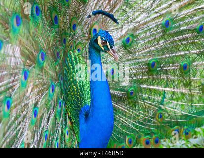 Bellissimo pavone maschio con coda colorata completamente aperto Foto Stock