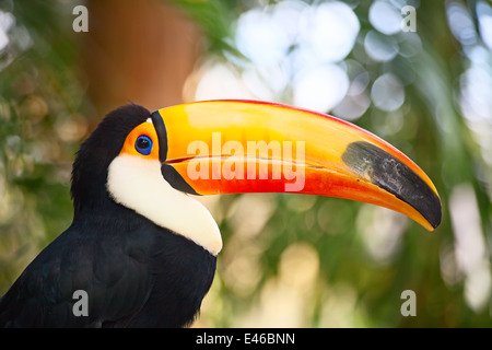 Colorato tucan nella voliera Foto Stock