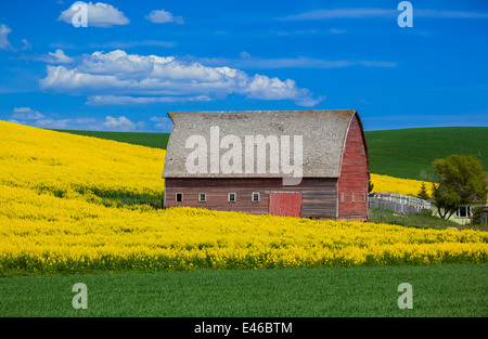 Paese Palouse, Latah County, ID: granaio rosso con la collina di fioritura giallo canola field Foto Stock