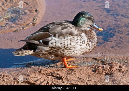 Giovane maschio Mallard anatra in piedi in serata sole sulla spiaggia di sabbia al bordo dell'acqua sul Loch Morlich, Cairngorms National Park, Scozia UK. Foto Stock