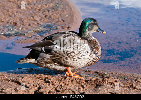 Giovane maschio Mallard anatra in piedi in serata sole sulla spiaggia di sabbia al bordo dell'acqua sul Loch Morlich, Cairngorms National Park, Scozia UK Foto Stock