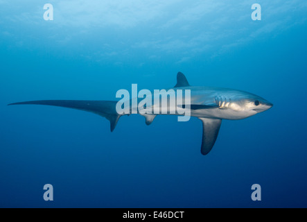 Apparato trebbiante pelagiche Shark (Alopias pelagicus) Filippine Malapascua Island Foto Stock