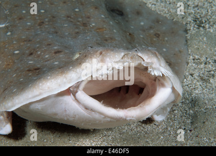 Eastern squali angelo (Squatina albipunctata) in alimentazione e minaccia la postura. Mondi prima fotografie subacquee di questa specie. Foto Stock