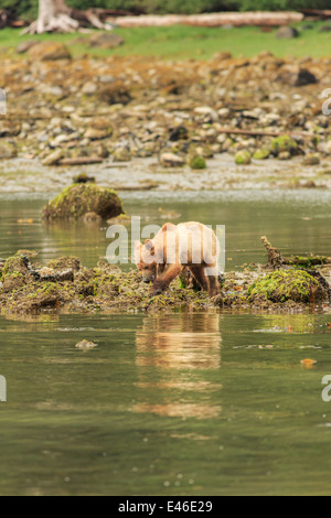 Gli orsi grizzly in ingresso del cavaliere, British Columbia. Foto Stock