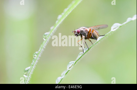 Red eyed fly sorge su un verde bagnato foglie di piante Foto Stock